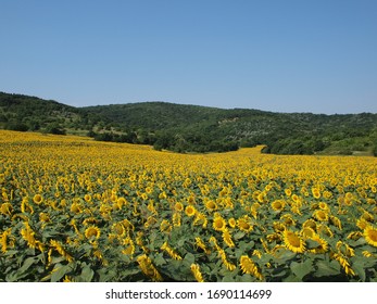 Sunflower Field And Forest In Dobrogea County,romania