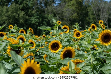 Sunflower Field in Full Bloom. A field of sunflowers in full bloom, with lush green leaves and bright yellow petals. - Powered by Shutterstock