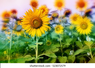 Sunflower Field Lens Flare Effect Stock Photo 523060813 | Shutterstock