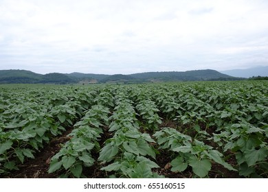 Sunflower Field Is Growing.