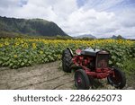 Sunflower Field in Hawaii at Waimanalo Country Farms.