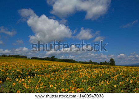 Similar – Image, Stock Photo Sunflower field IV Clouds