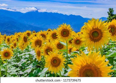 Sunflower Field Of Hokuto City In Yamanashi Prefecture