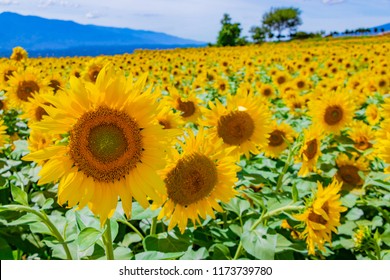 Sunflower Field Of Hokuto City In Yamanashi Prefecture