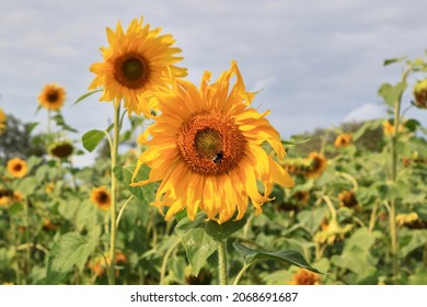 Sunflower field with a honey bee with a blue sky on background. Selective focus. High quality photo