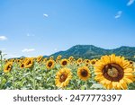 Sunflower field at Kamigamigata Park
Summer Scenery in Niigata Prefecture, Japan