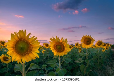 A sunflower field in Kansas with a beautiful sunset