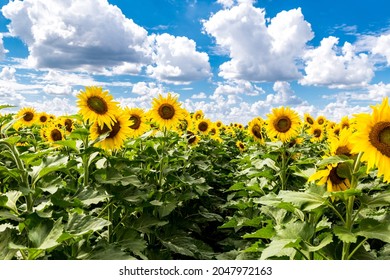 The Sunflower Field At Kansas Maze In Reno County, KS