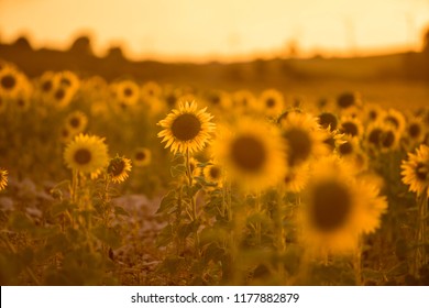 Sunflower field landscape. field of blooming sunflowers on a background sunset. Sunflower natural background, Sunflower blooming - Shutterstock ID 1177882879