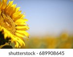 Sunflower field landscape ( Canon EOS 5D Mark IV + Sigma 85mm f/1.4 DG HSM Art Lens )
