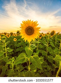 Sunflower field landscape close-up