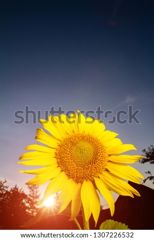 Similar – Image, Stock Photo 555 hours of sunshine