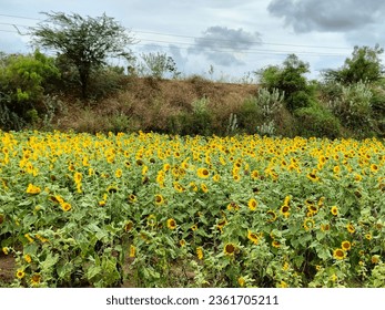 A Sunflower field is lika a sky with a thosand suns.