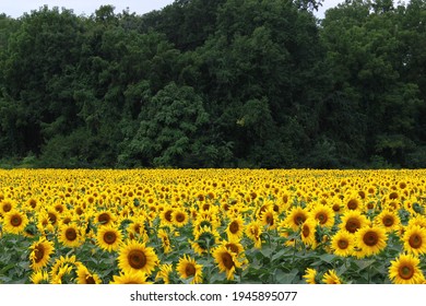 Sunflower Field With  Luscious Forest Background.