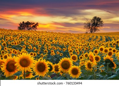 Sunflower field in the Midwest in full bloom at sunset.