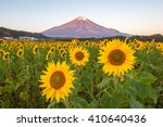 Sunflower Field and Mountain Fuji at Yamanaka flower park in autumn season