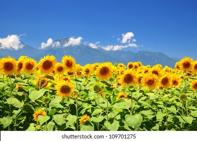 夏 ひまわり 日本 Images Stock Photos Vectors Shutterstock