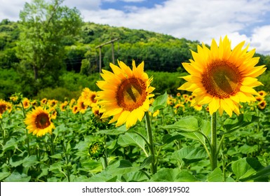 sunflower field in the mountains. lovely agricultural background. fine sunny weather with some clouds on a blue sky ภาพถ่ายสต็อก
