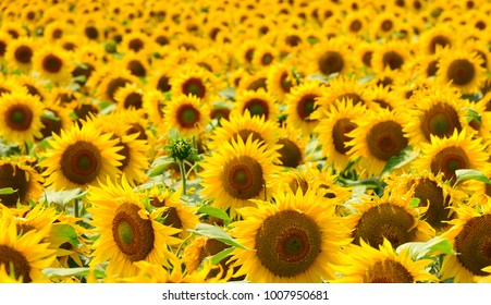 Suchen Sie Nach Sonnenblumenfeld Sonnenblumen Naturhintergrund Sonnenblumenblute Stockbildern In Hd Und Millionen Weiteren Lizenzfreien Stockfotos Illustrationen Und Vektorgrafiken In Der Shutterstock Kollektion Jeden Tag Werden Tausende