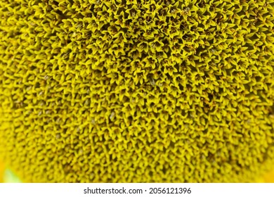 Sunflower Field In Neuse River, North Carolina. 