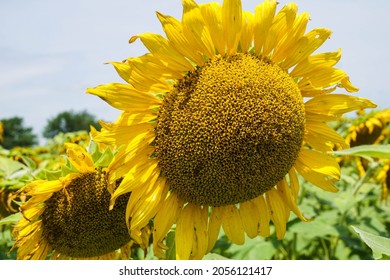 Sunflower Field In Neuse River, North Carolina. 