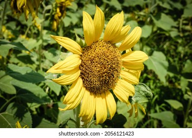 Sunflower Field In Neuse River, North Carolina. 