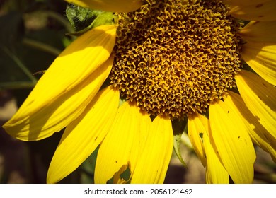 Sunflower Field In Neuse River, North Carolina. 