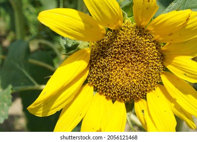 Sunflower Field In Neuse River, North Carolina. 