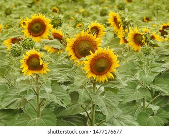           Sunflower Field In North Dakota