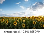 Sunflower field on a sunny day. Endless field covered with lots of sunflowers, cloudy sky in the backgroud. 