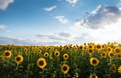 Sunflower Field On A Sunny Day. Endless Field Covered With Lots Of Sunflowers, Cloudy Sky In The Backgroud. 