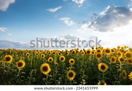 Sunflower field on a sunny day. Endless field covered with lots of sunflowers, cloudy sky in the backgroud. 