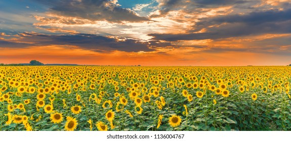 Sunflower Field On Sunset. Beautiful Nature Landscape Panorama. Farm Field Idyllic Scene.