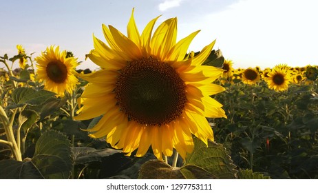 Sunflower field on sunset in summer.