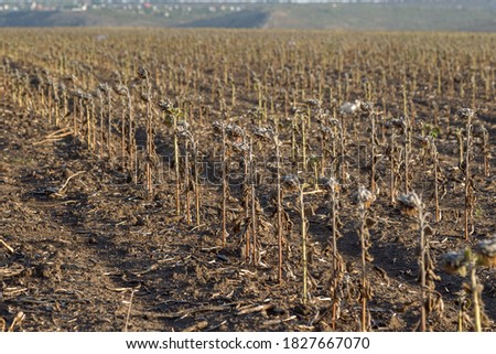 Sunflower field. Poor sunflower harvest due to lack of rain. Climate change, global warming and drought have resulted in sunflower crop failure. Dried plant stems in a farm field