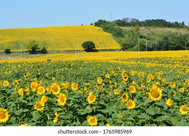 Sunflower Field Riviera Del Conero