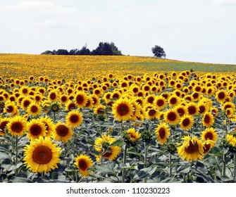 Sunflower Field In Southern France