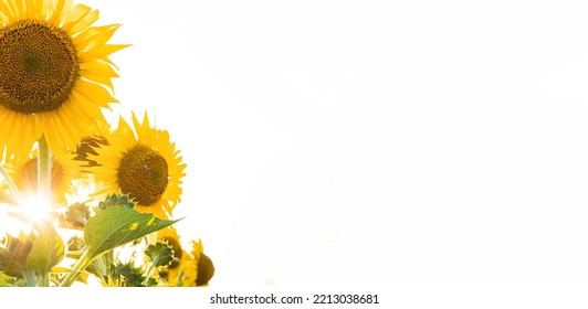 Sunflower Field In The Sun Rays Over White Background. Concept Of Food Consumption, Farming, Harvest. Copy Space.
