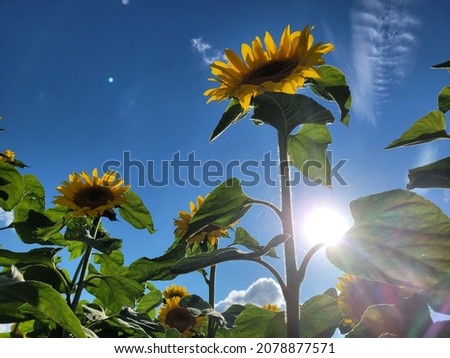 Similar – Image, Stock Photo sunny day Environment