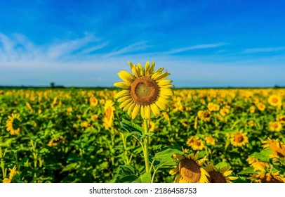 Sunflower in the field of sunflowers. Sunflower background. Sunflower flower