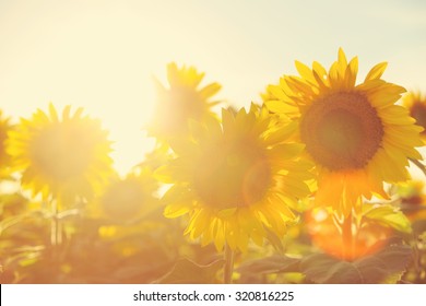 Sunflower field at sunset. Filtered Instagram effect.