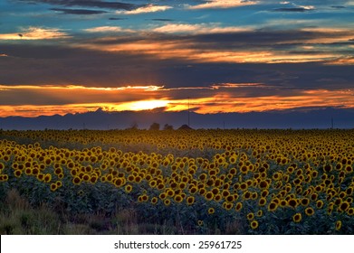 Sunflower Field At Sunset On The Eastern Plains Of Colorado