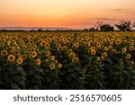 Sunflower field at sunset in Woodland, California.