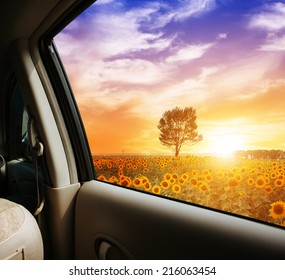  sunflower field at sunset,view in the car