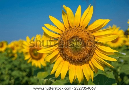 Sunflower field, Trakya - Turkey. Nature agriculture view.