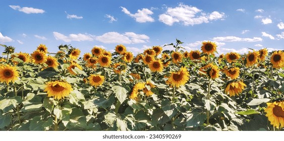 sunflower field under blue sky 