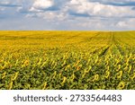 Sunflower field under dramatic cloudy sky.