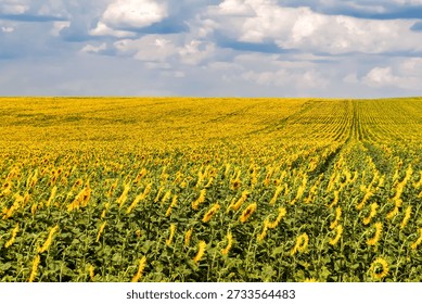 Sunflower field under dramatic cloudy sky.
