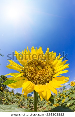 Similar – Image, Stock Photo 555 hours of sunshine