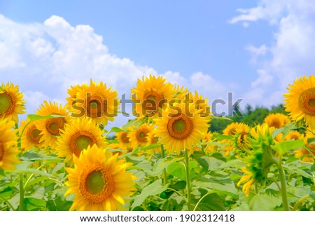 Sunflower field in Yamanakako Village, Yamanashi Prefecture, Japan